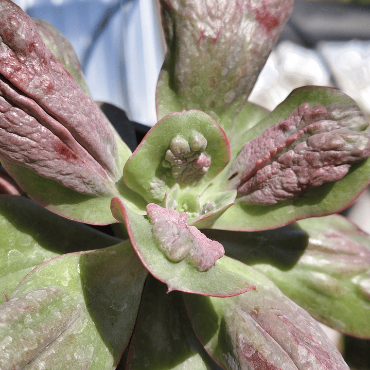 Echeveria Baron Bold 3