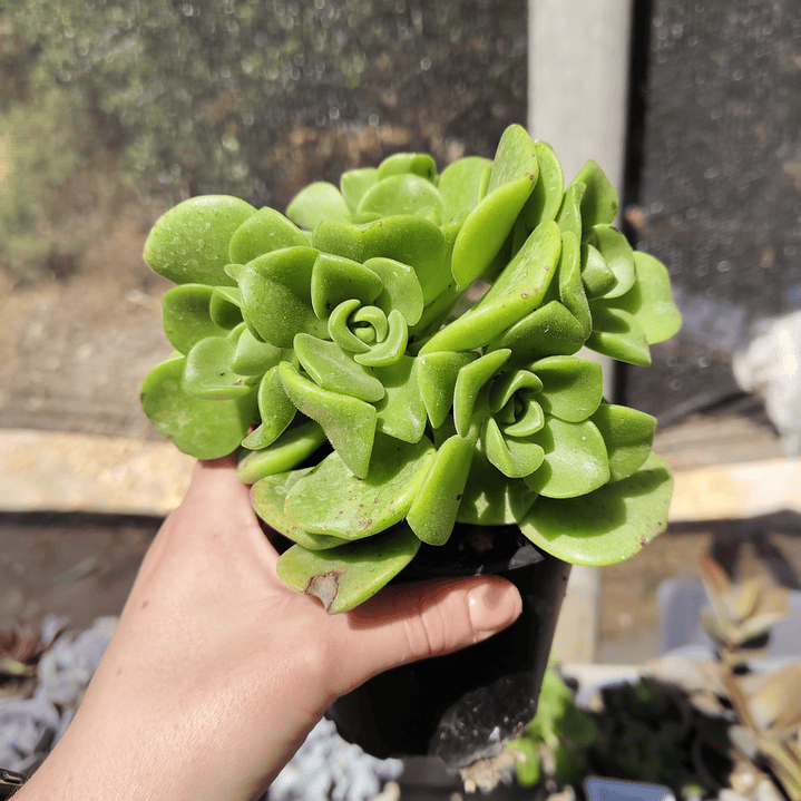 Aeonium Lilly Pad 2