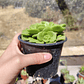 Aeonium Lilly Pad - Miniatura 4