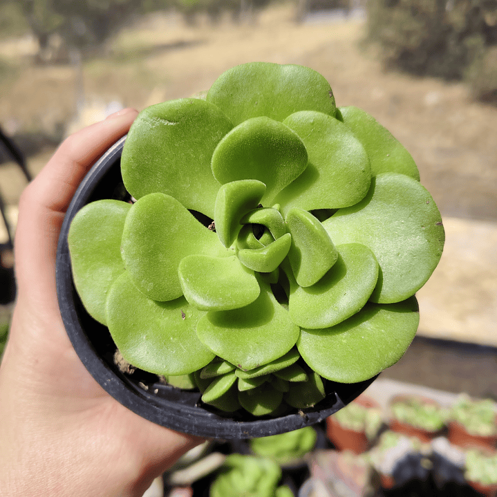 Aeonium Lilly Pad 6