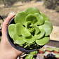 Aeonium Lilly Pad - Miniatura 6