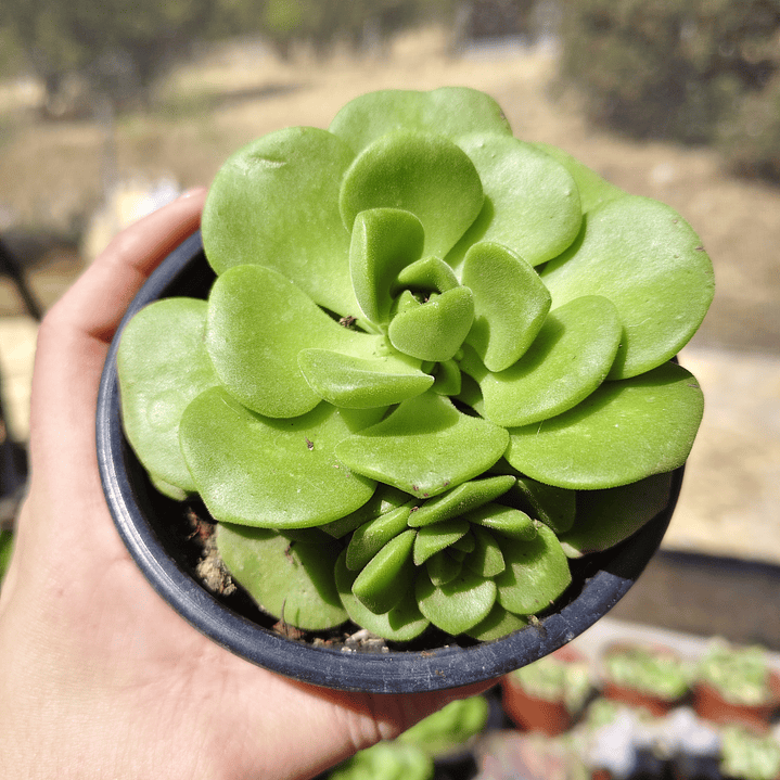 Aeonium Lilly Pad 5
