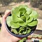 Aeonium Lilly Pad - Miniatura 5