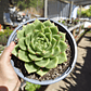 Echeveria Agavoide Dark Green  - Miniatura 6
