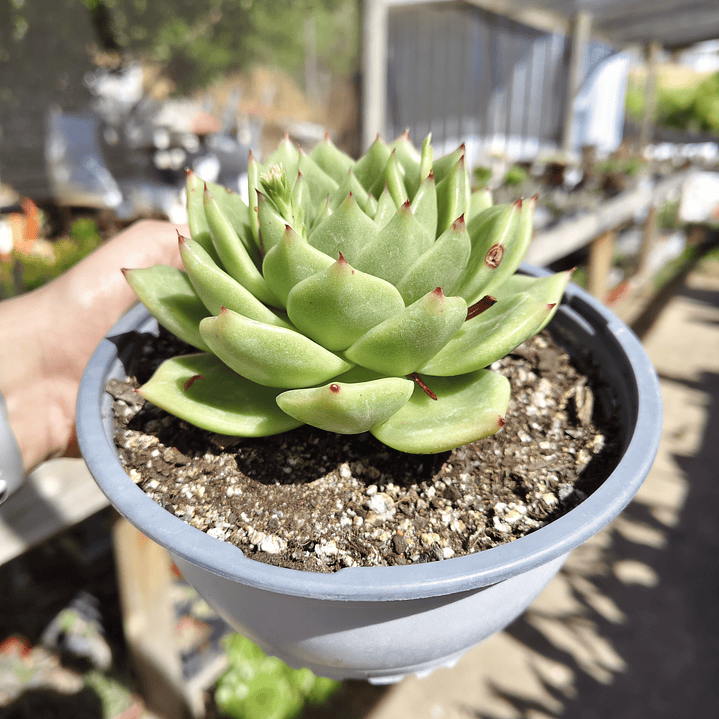 Echeveria Agavoide Dark Green  2