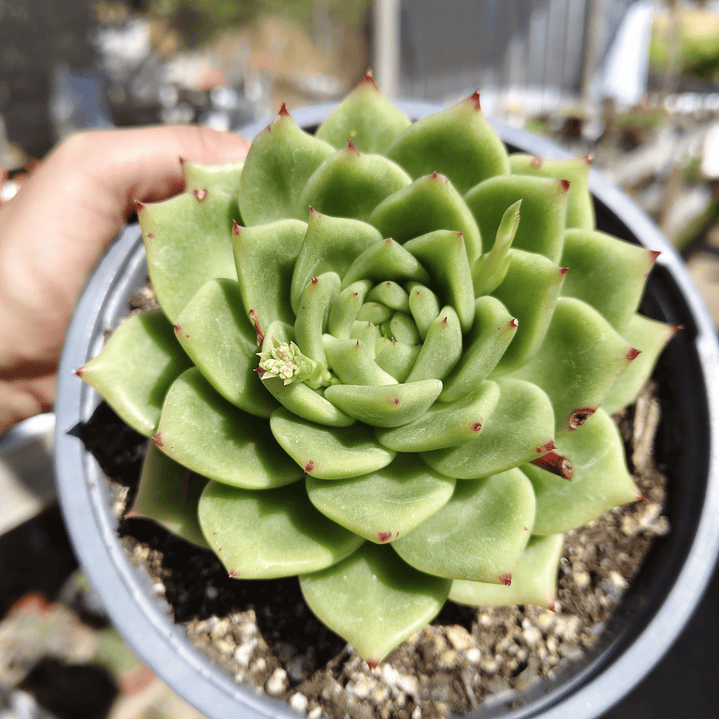 Echeveria Agavoide Dark Green  1