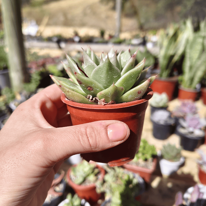 Echeveria Agavoide Dark Green  3