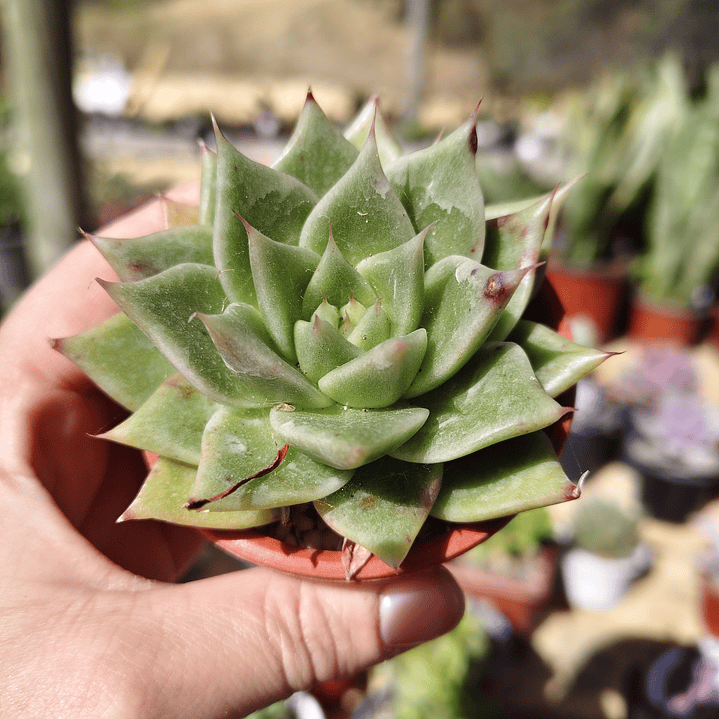 Echeveria Agavoide Dark Green  4