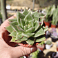 Echeveria Agavoide Dark Green  - Miniatura 4