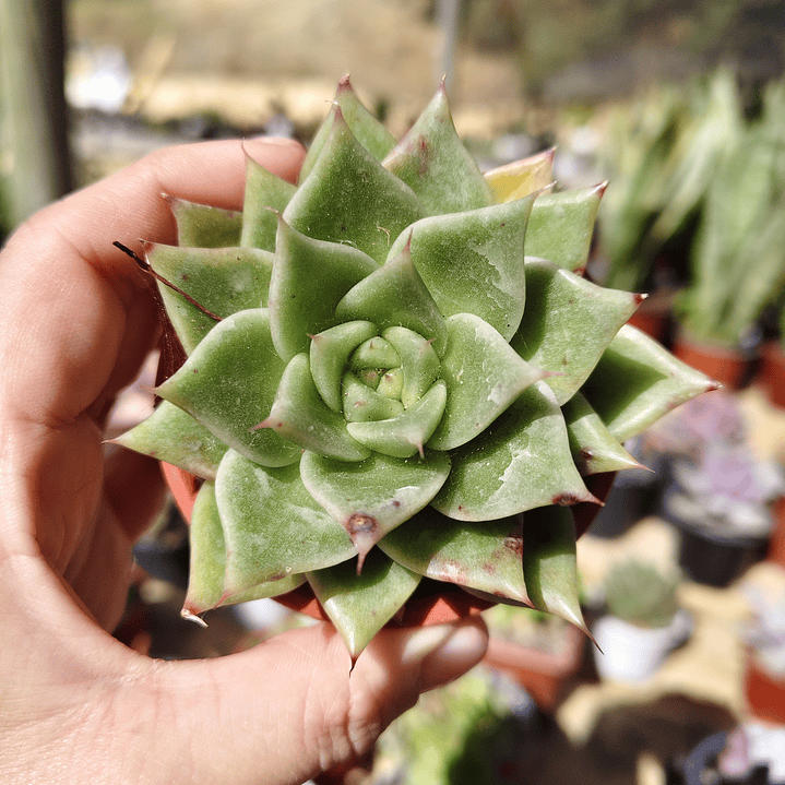 Echeveria Agavoide Dark Green  5
