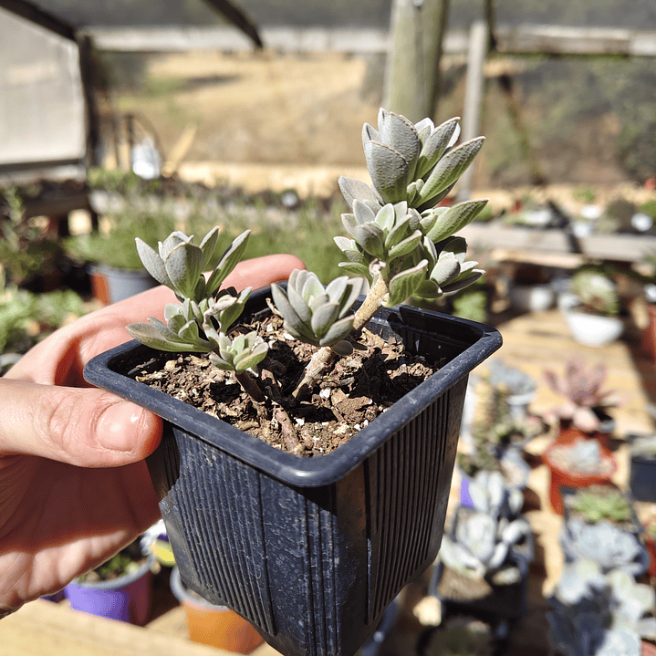 Plectranthus coerulescens 3