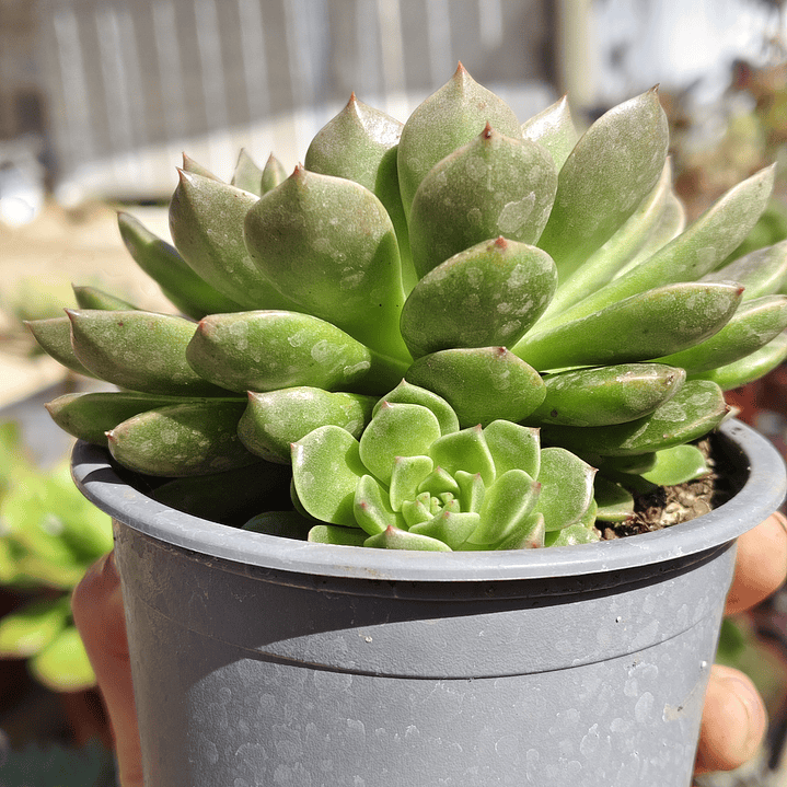 Graptoveria Olivia  2