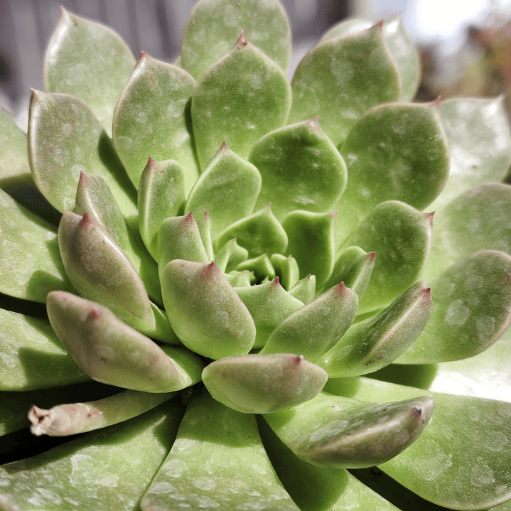 Graptoveria Olivia  3