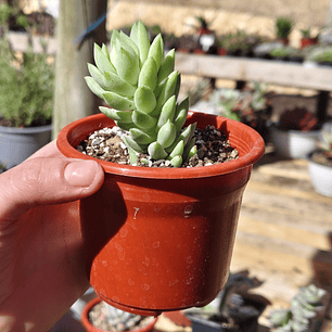 Sedeveria Harry Butterfield