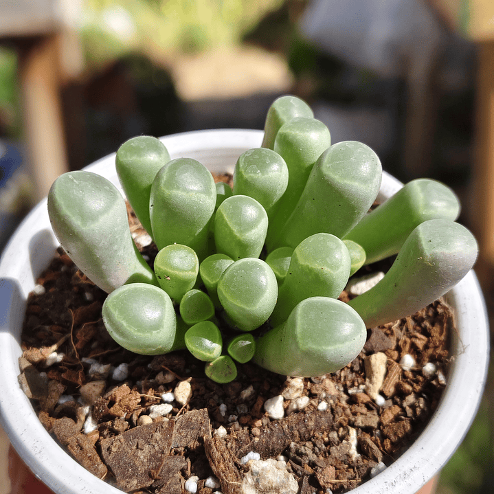 Fenestraria rhopalophylla 1