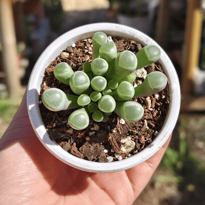 Fenestraria rhopalophylla 3