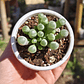 Fenestraria rhopalophylla - Miniatura 3