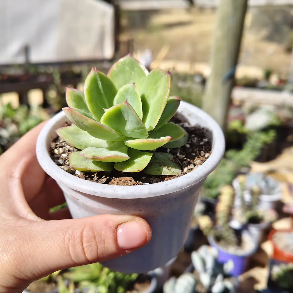 Echeveria lawrence  3