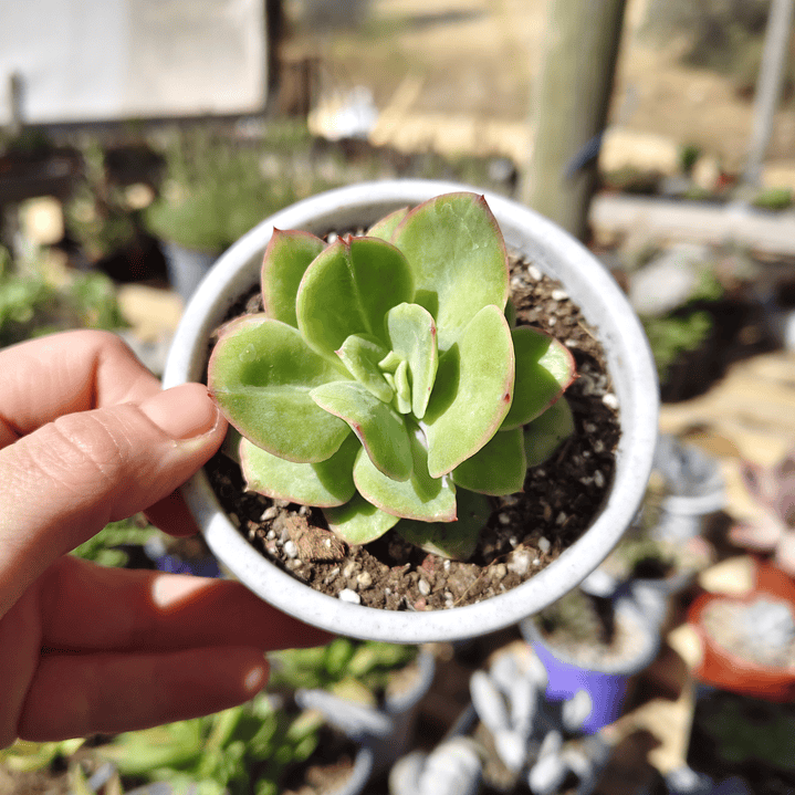 Echeveria lawrence  4