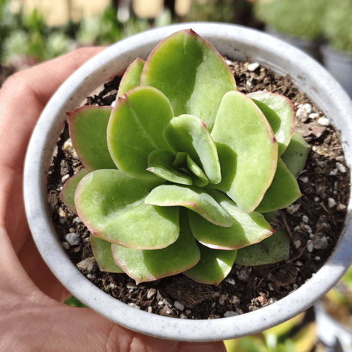 Echeveria lawrence  2