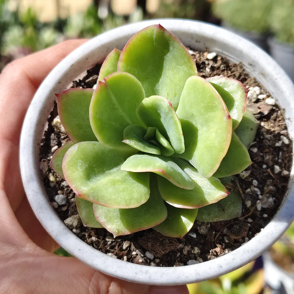 Echeveria lawrence  2