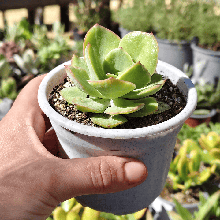 Echeveria lawrence  1