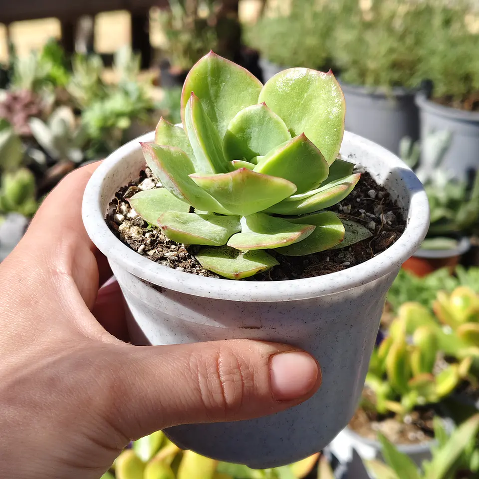 Echeveria lawrence  1