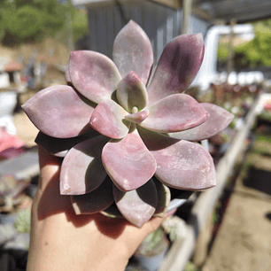Graptopetalum Murasaki 