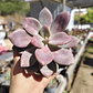 Graptopetalum Murasaki  - Miniatura 1