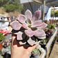 Graptopetalum Murasaki  - Miniatura 2