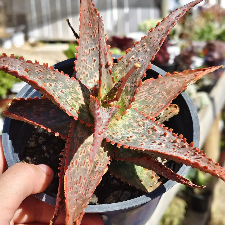 Aloe lavender  1