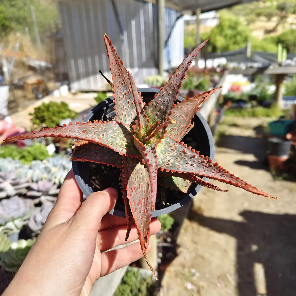 Aloe lavender  3