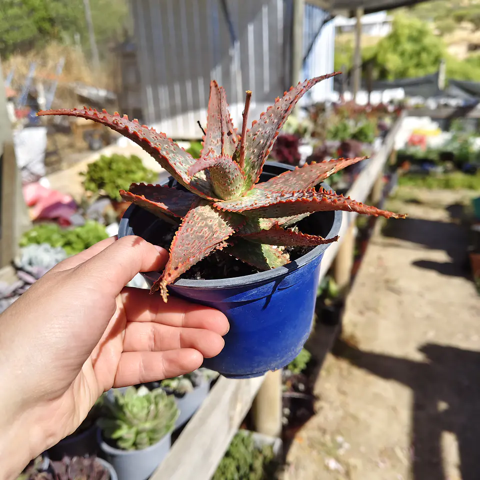 Aloe lavender  2