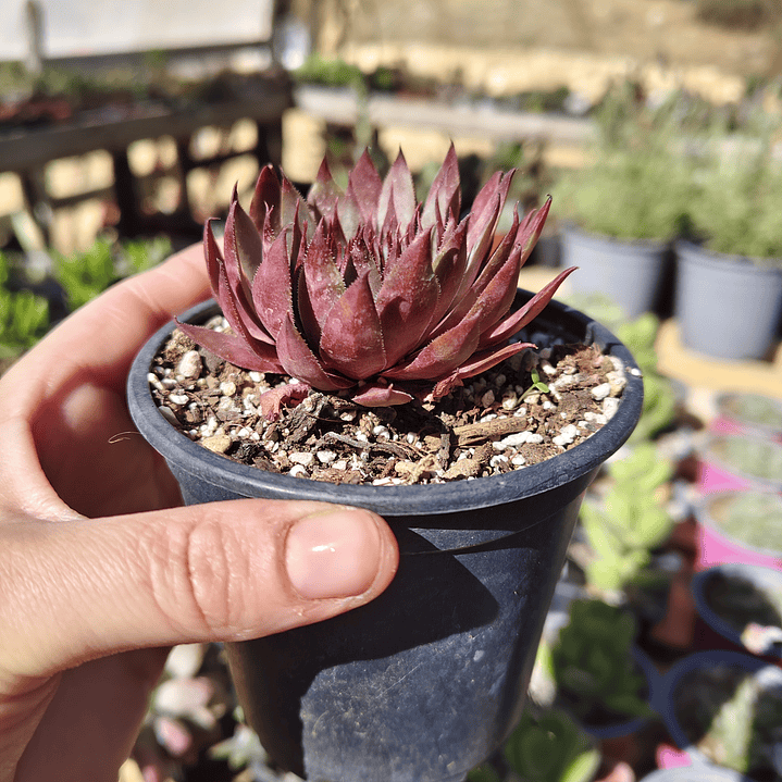 Sempervivum NN 4