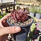 Sempervivum NN - Miniatura 4
