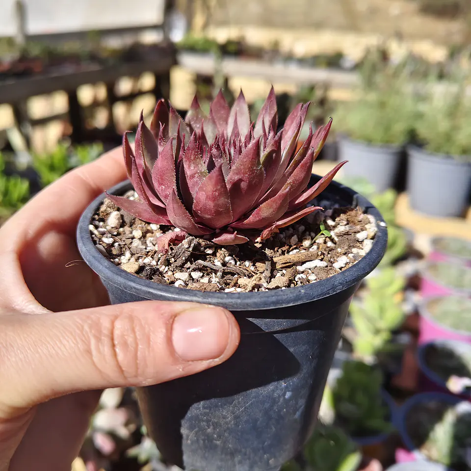 Sempervivum rojo 4