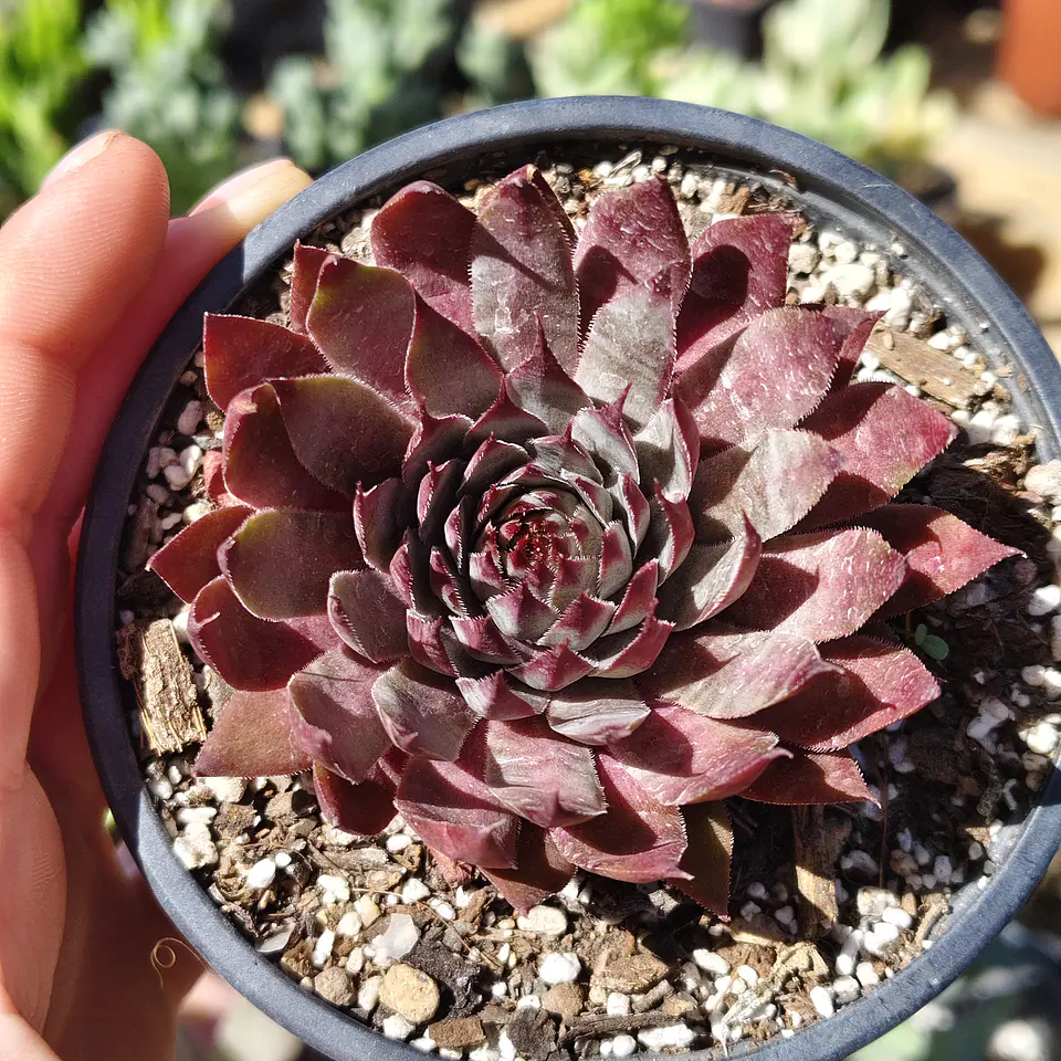 Sempervivum rojo 2