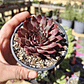 Sempervivum NN - Miniatura 3