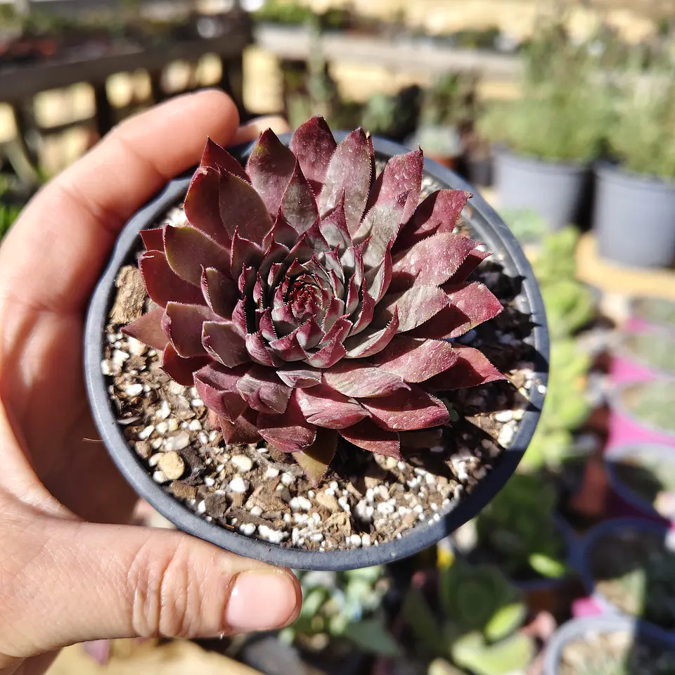 Sempervivum rojo 3