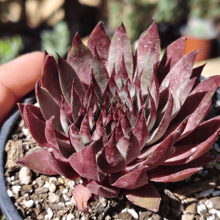 Sempervivum NN 1