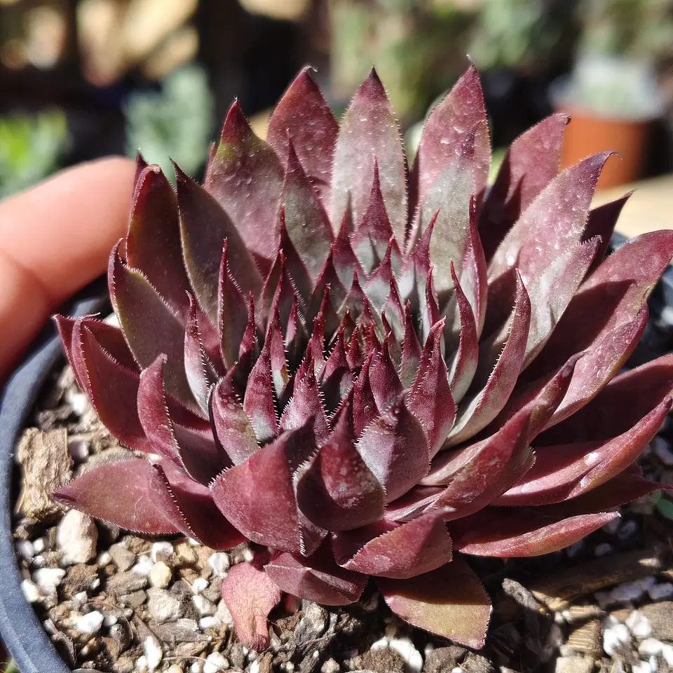 Sempervivum rojo 1