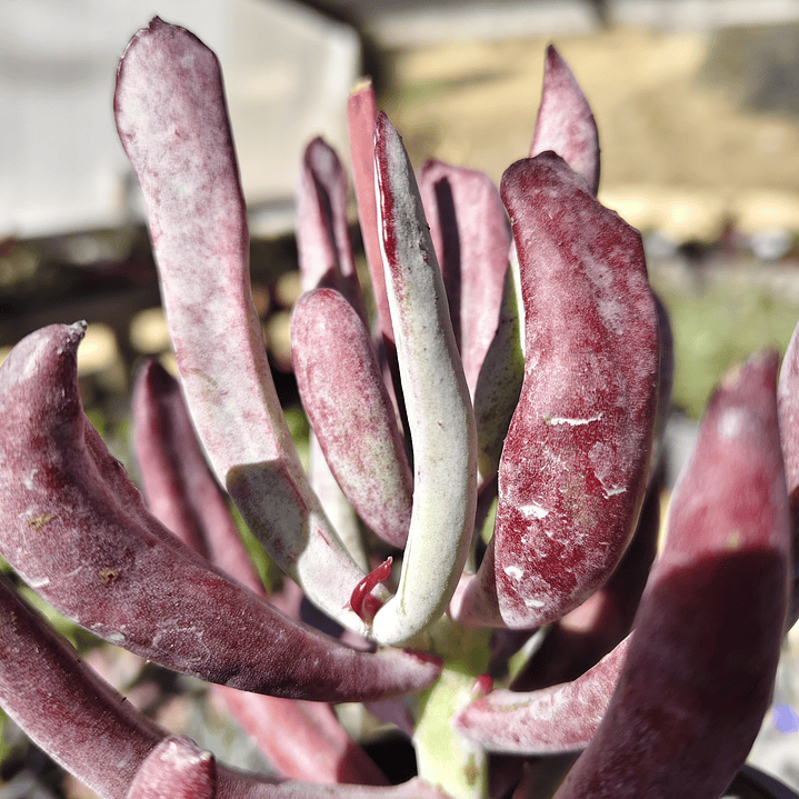 Cotyledon white sprite  2