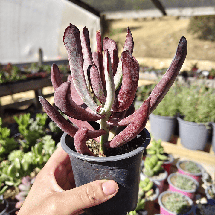 Cotyledon white sprite  4