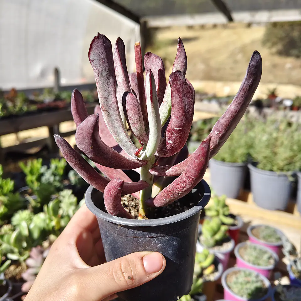 Cotyledon white sprite  4