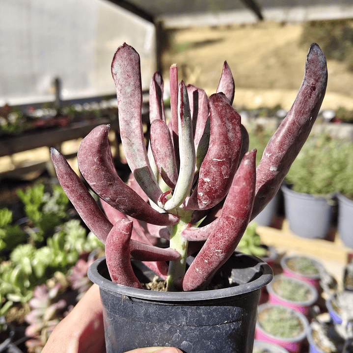 Cotyledon white sprite  1