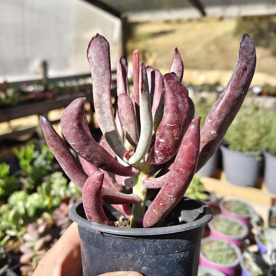 Cotyledon white sprite  1