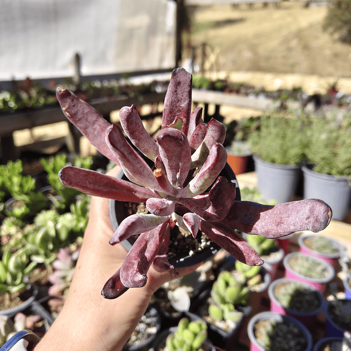 Cotyledon white sprite  3