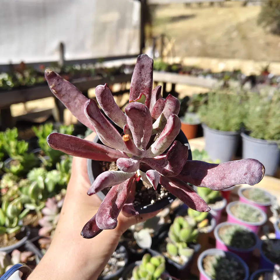 Cotyledon white sprite  3