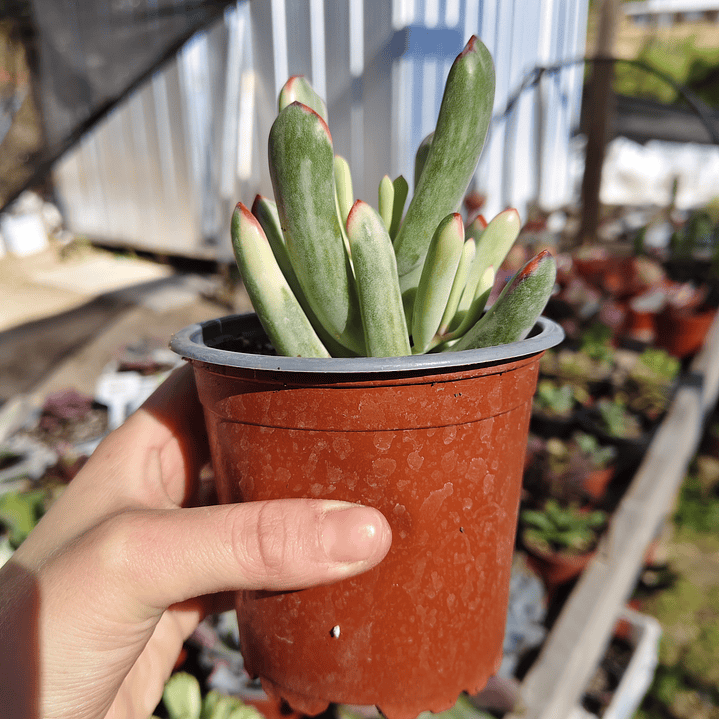 Cotyledon Orbiculata Flanaganii Variegada  3