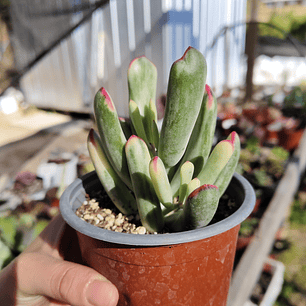 Cotyledon Orbiculata Flanaganii Variegada 